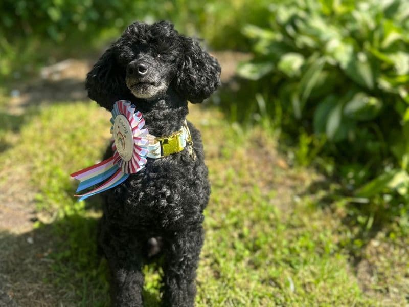 Heidi with her fluffy poodle assistant Pepe in a sunny garden setting